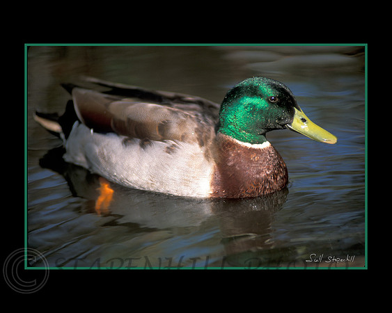 Male Mallard Lytle Creek, CA