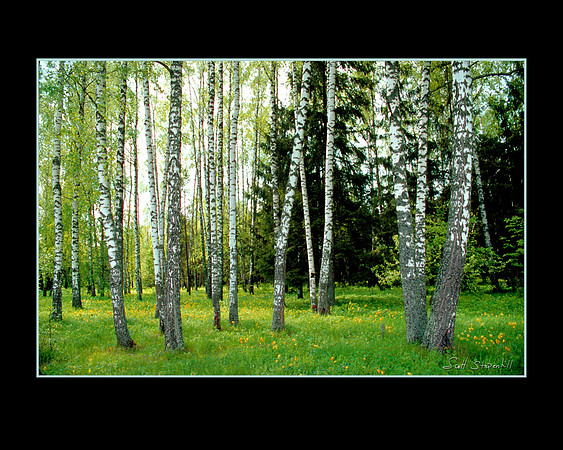 Russian Birch 2