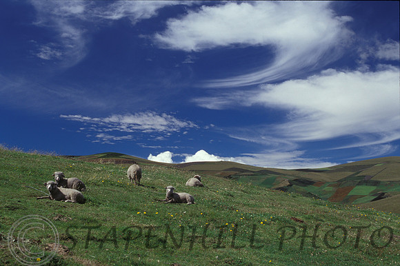 Ecuador Sheep