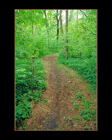 The Path