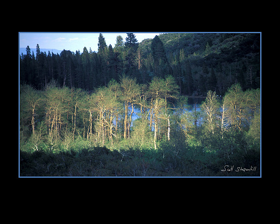 Sierra Tree's 2
