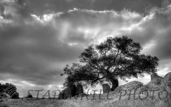 Solitary Tree, Ramona, CA