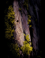 Shaded Bark