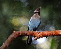 Stellar Jay Lytle Creek, CA