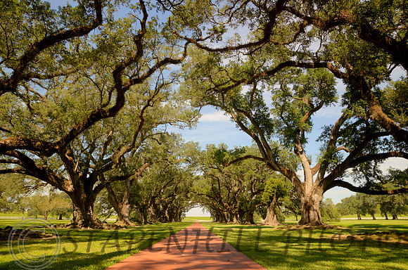 Oak Alley, MS