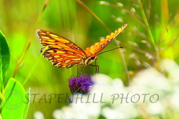 Butterfly Mississipi Savana