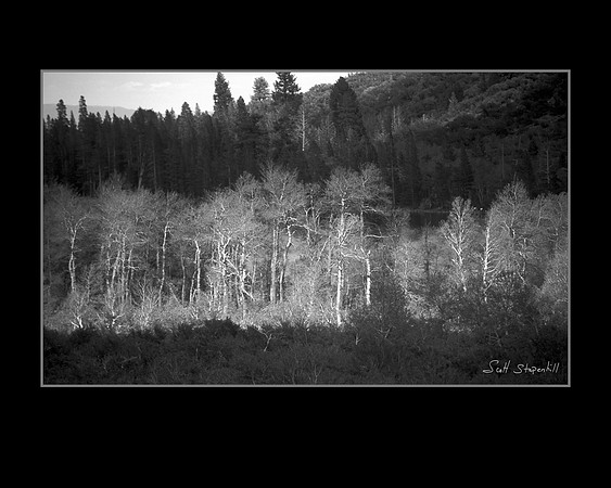 Sierra Tree's 2 B&W