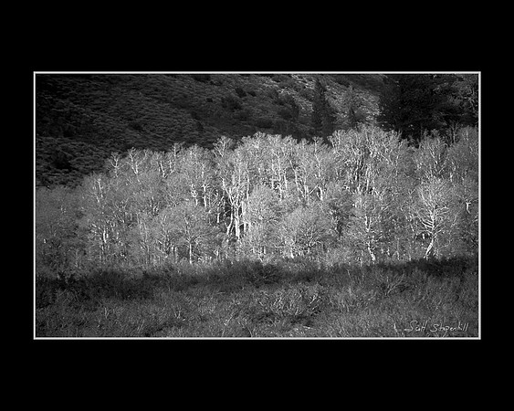 Sierra Tree's