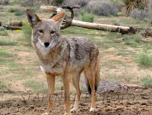 Coyote Joshua Tree, CA