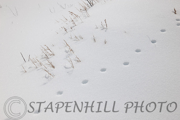 Foot Prints Wrightwood, CA