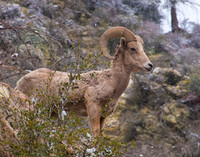 Big Horn Sheep 1 Lytle Creek, CA
