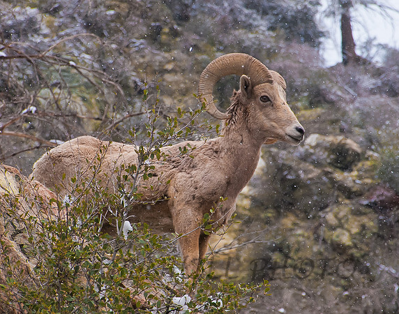 Big Horn Sheep 1 Lytle Creek, CA
