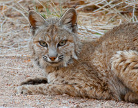 Bobcat Lone Pine, CA