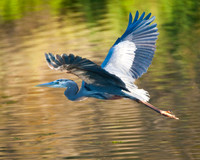 Great Blue Heron Avilla Beach-2634, CA
