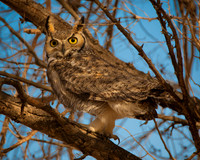 Great Horned Owl Mojave, CA