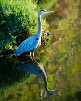 Great Blue Heron          Avilla Beach-2590, CA
