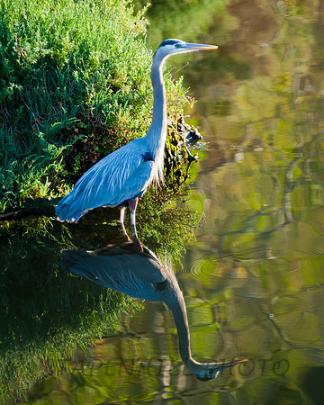 Great Blue Heron          Avilla Beach-2590, CA