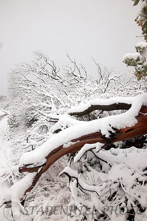 Manzanita Snow Lytle Creek, CA