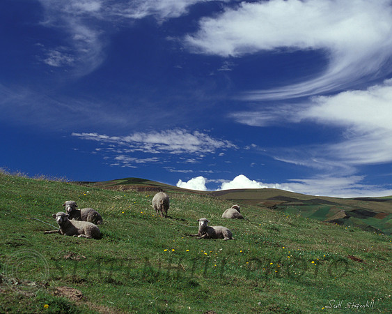 Ecuador Sheep