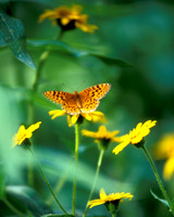 Butterfly 1, CA