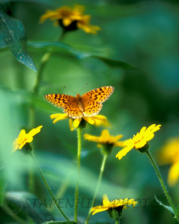Butterfly 1, CA