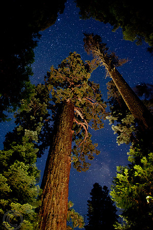 Shadow of the Giants CA -2955