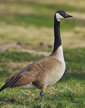 Canada Goose