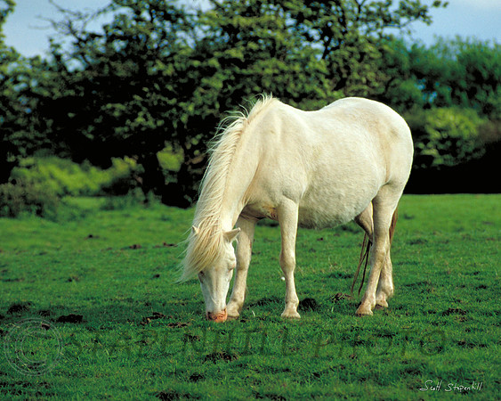 Horse 3, England