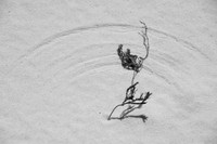 Swept Sand, MS