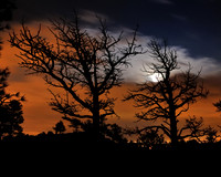 Painted Trees 1