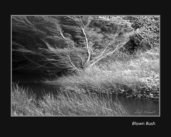 Blown Bush Big Sir