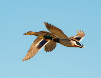 Mallard Pair Big Sur, CA