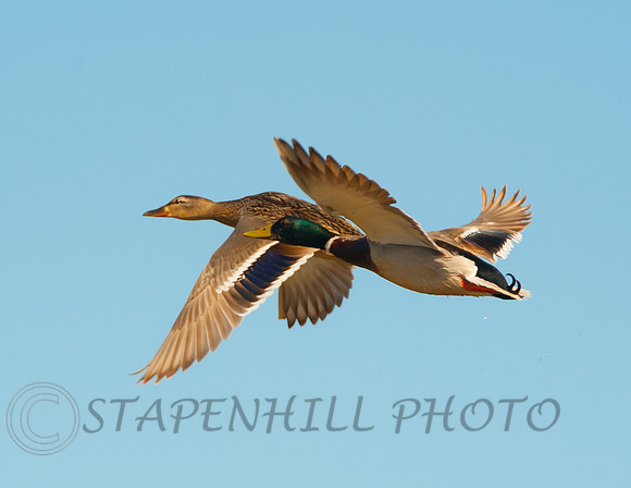 Mallard Pair Big Sur, CA