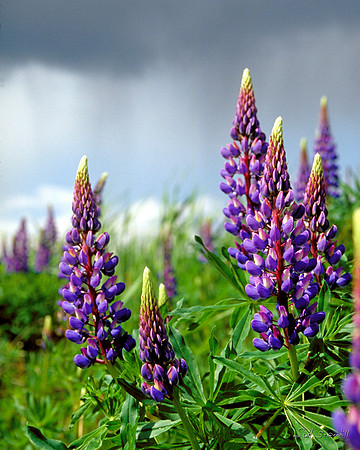 Lupin 2 flower