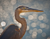 Great Blue Heron 1, CA