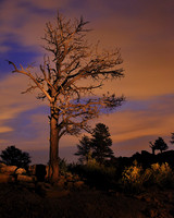 Painted Tree