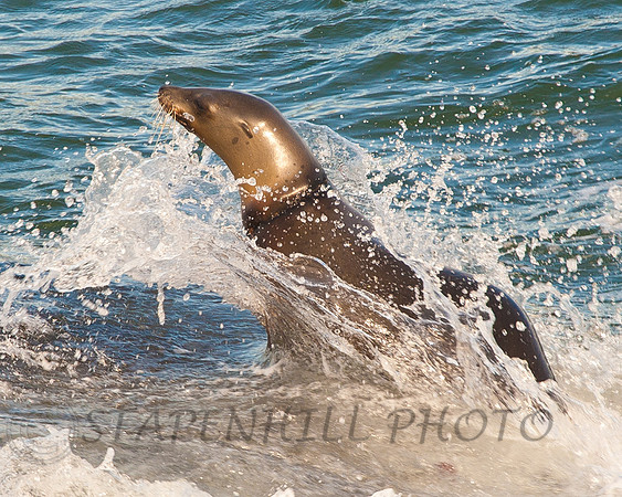 Seal La Jolla, CA
