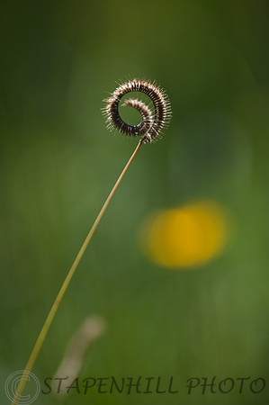 Lone Stalk, MS