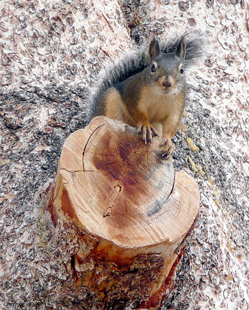 Squirrel Mt Baldy, CA
