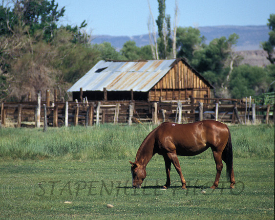 Horse 1 Bishop, CA