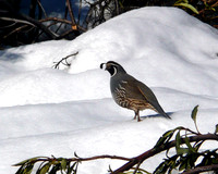 California Quail Lytle Creek, CA