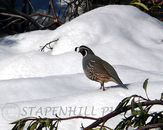 California Quail Lytle Creek, CA